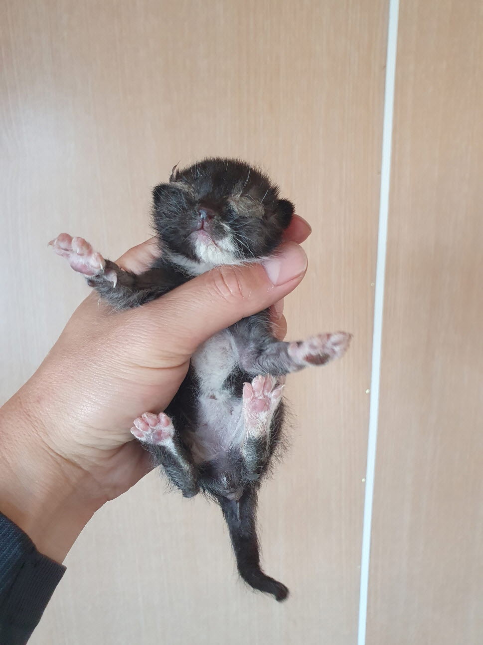 한국 고양이 이미지 파일 입니다.